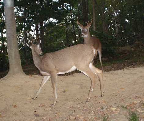 whitetail buck